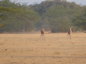 Deer