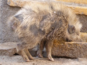 Pig
