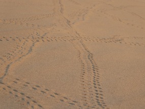 Tracks in the sand