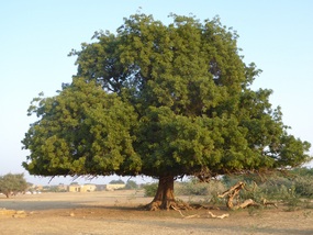 Tree next to well