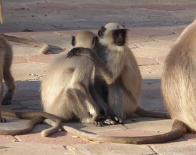 Comfort to a crying monkey.