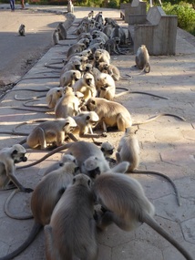 Gray Langurs - feeding time