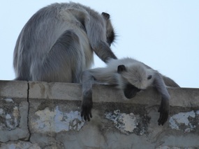 Gray Langurs in Mandore Garden