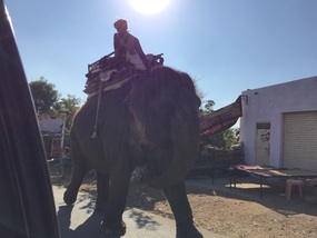 Elephant!