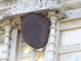 Bees