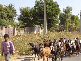 Goats on the road...again