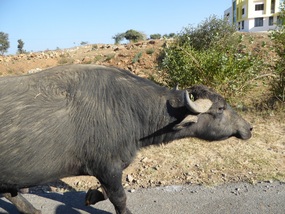 Water-buffalo 