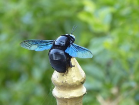 Big black bee