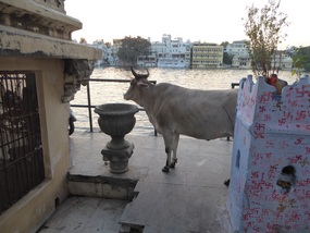 Ken sees a cow