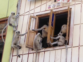 Monkeys break-and-enter