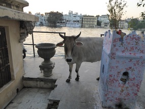 The cow sees Ken!
