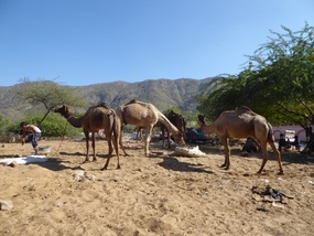Camels on the roadside