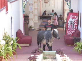 Cow getting chased out of a restaurant