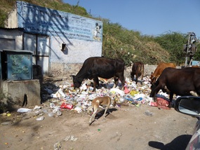 Cows eat garbage