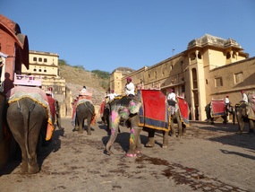 Elephants line up for their tourists