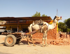 Camel with clown nose