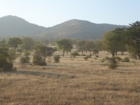 Ranthambore 