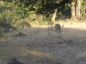 Chital (aka Spotted Deer)