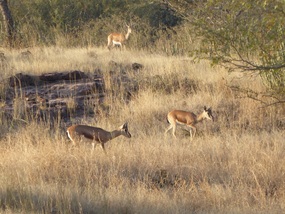 Chinkara (aka Indian Gazelle)
