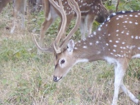 Chital (aka Spotted Deer)