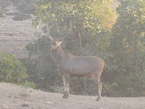 Sambar Deer