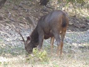 Sambar Deer
