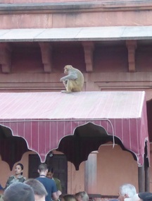 Monkey enjoys confiscated candy