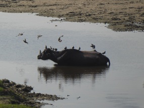 Water buffalo 
