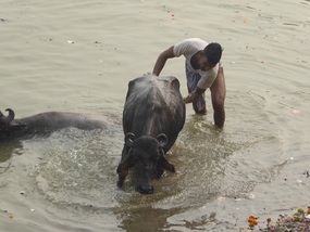 Bathing the water buffalo