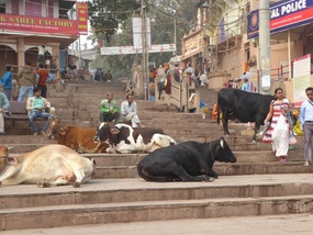 Relaxing on the ghat