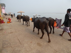 Water Buffalo 
