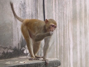 Monkey