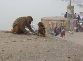 Monkeys on the ghat