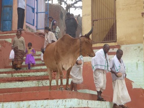 People with Cow