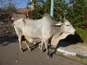 Cow