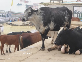 Cows