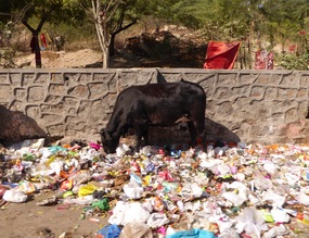 Mmmmmmm.....garbage.