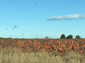 Pomegranates in the thousands