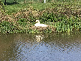 Along the towpath