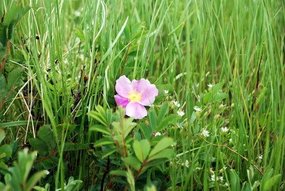 prairie grass