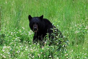 Black bear