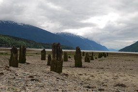 Dyea wharf pilings