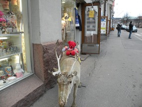 RED TED RIDONG REINDEER