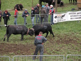 TRADITIONAL COW FIGHT IN ARPUILLES