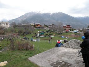 TRADITIONAL COW FIGHT IN ARPUILLES