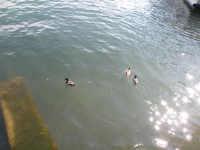 DUCKS IN FRONT OF APARTMENT