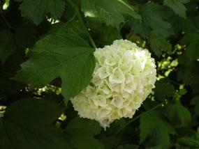 PRETTY FLOWER 1