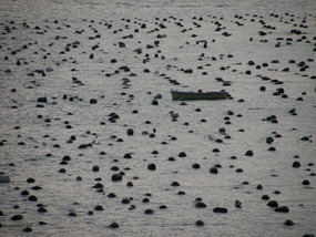 OYSTER ? BEDS LA SPEZIA