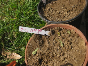 "courgette", geschrieben von einem 6-jährigen