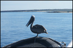 While waiting for disembarkation, brown pelican